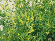 yellow sweetclover (Melilotus officinalis )
